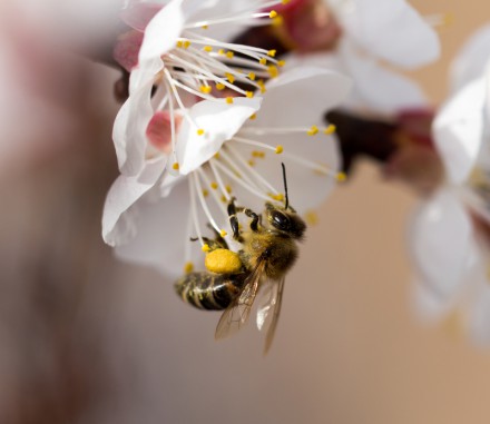 bee on a flower in the nature. macro