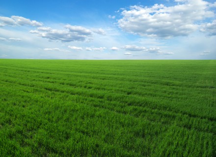 green field and blue sky