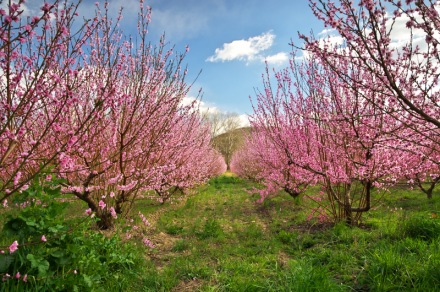 cherry blossom