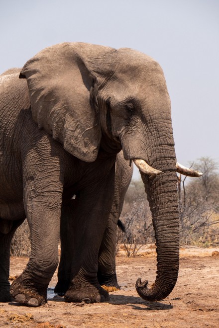 elephant-8253639_1280