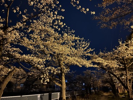 image_50734849