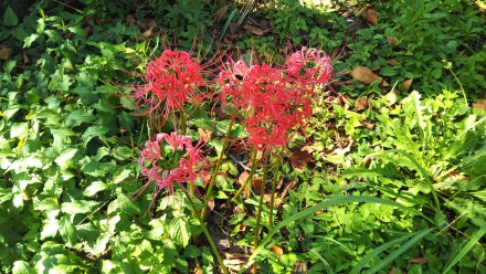 lycoris