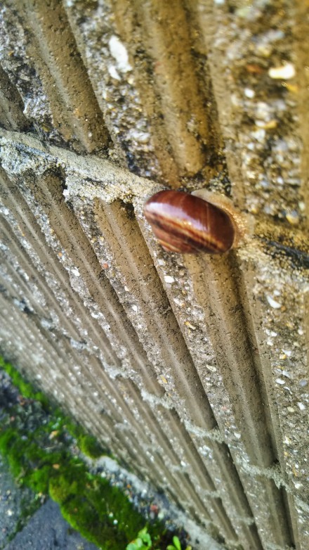 snail