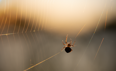 spider-8267790_1280