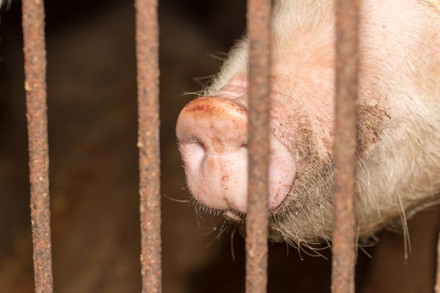 nose pig farm